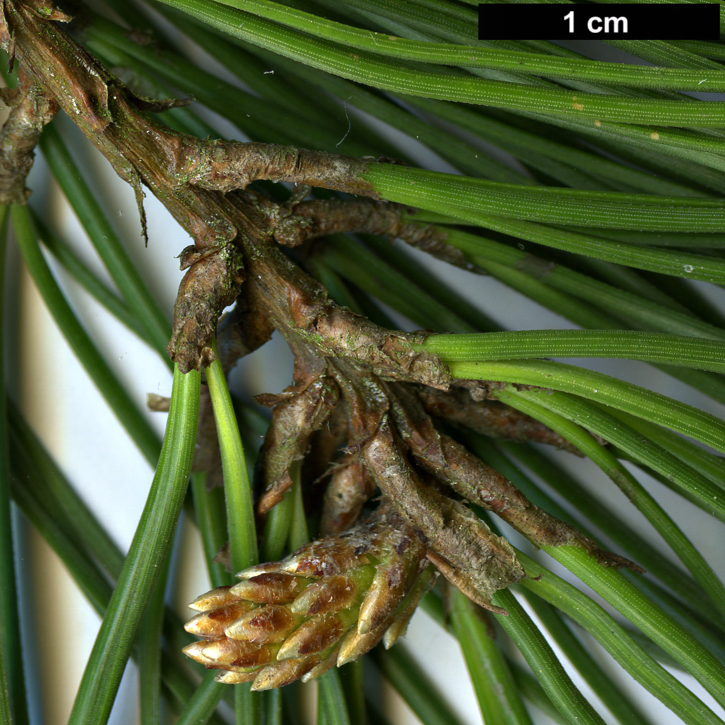 High resolution image: Family: Pinaceae - Genus: Pinus - Taxon: ×attenuradiata - SpeciesSub: (P.attenuata × P.radiata)